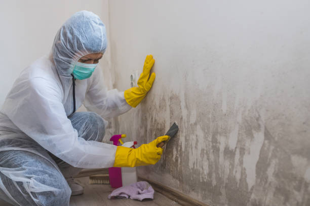Best Biohazard Mold Removal  in Loop, PA