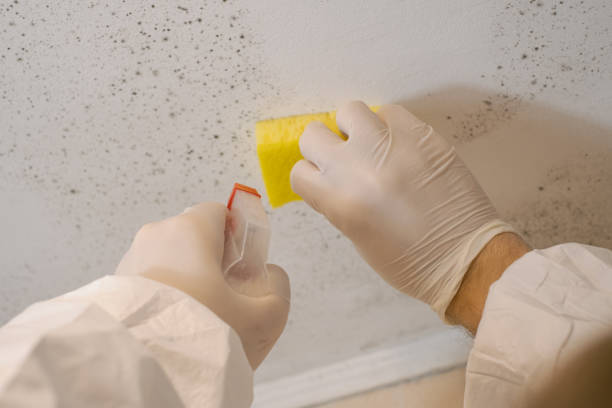 Mold Removal for HVAC Installations in Loop, PA